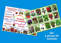Plante de cameră PT-8