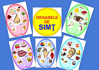 OM-36.2 Organele de simţ - 6 planşe A4