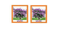 CO-6 Joc Loto Arbuşti (5+)