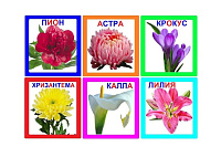 FL-7 Joc Loto Цветы