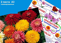 Хризантема PT-317
