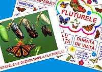 Fluturele PT-95