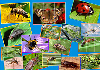 IN-12 Puzzle Insecte - 6 părţi
