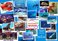 PD13-16 Vieţuitoarele marine