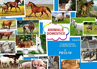 PD13-10 Animale domestice