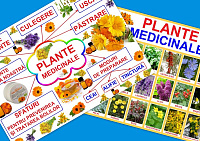 Plante medicinale PT-47