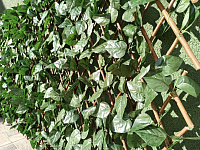 Gard decorativ Willow-Laurel 1*2m