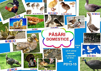 PD13-15 Păsări domestice
