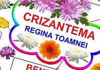 Crizantema PT-117