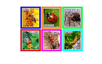 IN-10 Joc cu cleşte Insecte