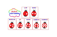 D11-13.2 Zilele săptămânii (A5)