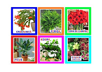 FL-16 Joc Loto Flori de cameră